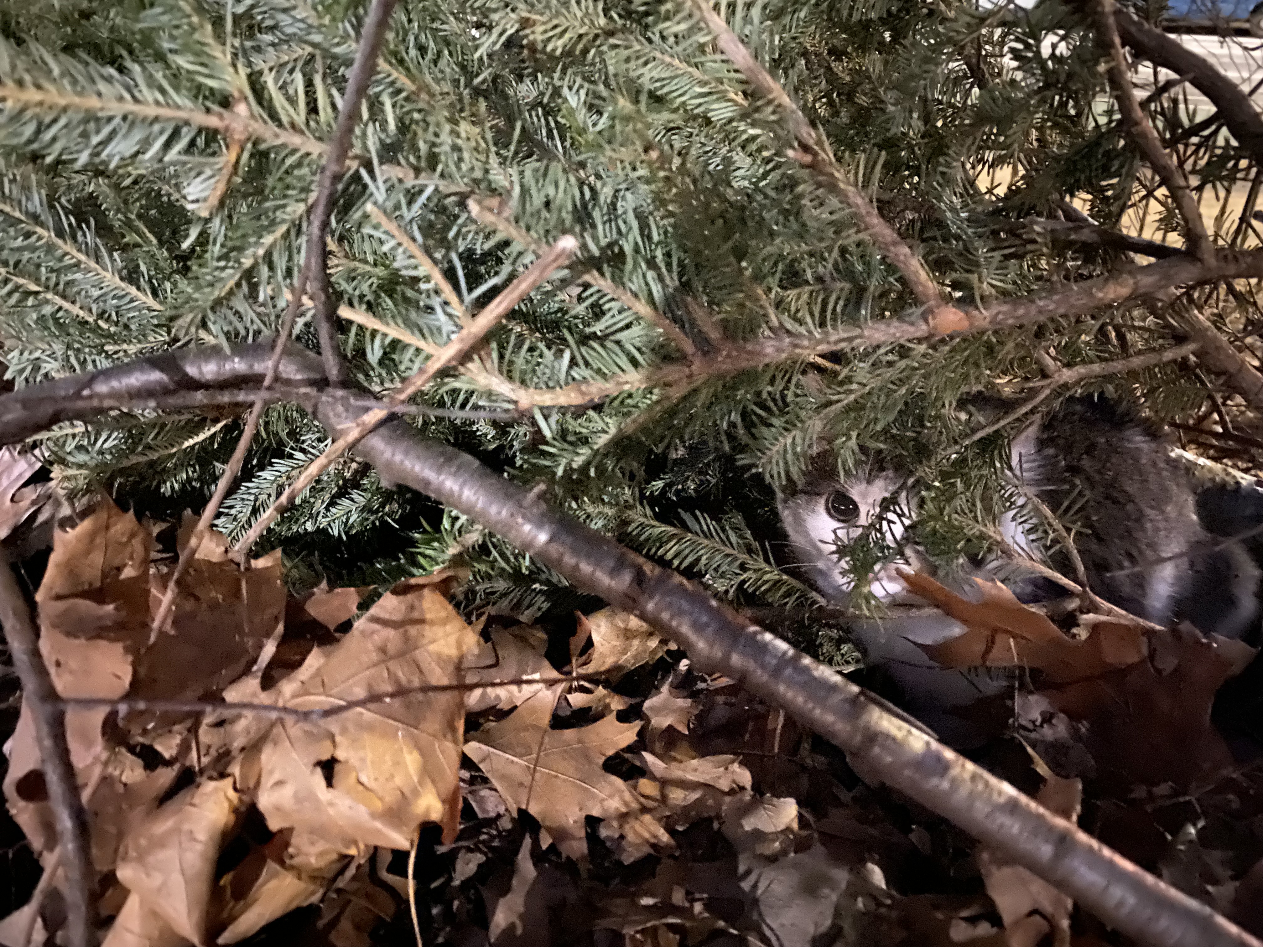 Martin the cat (a 1-2 year old Jianzhou kitten), peering out from underneath a discarded Christmas Tree in Prospect Park.